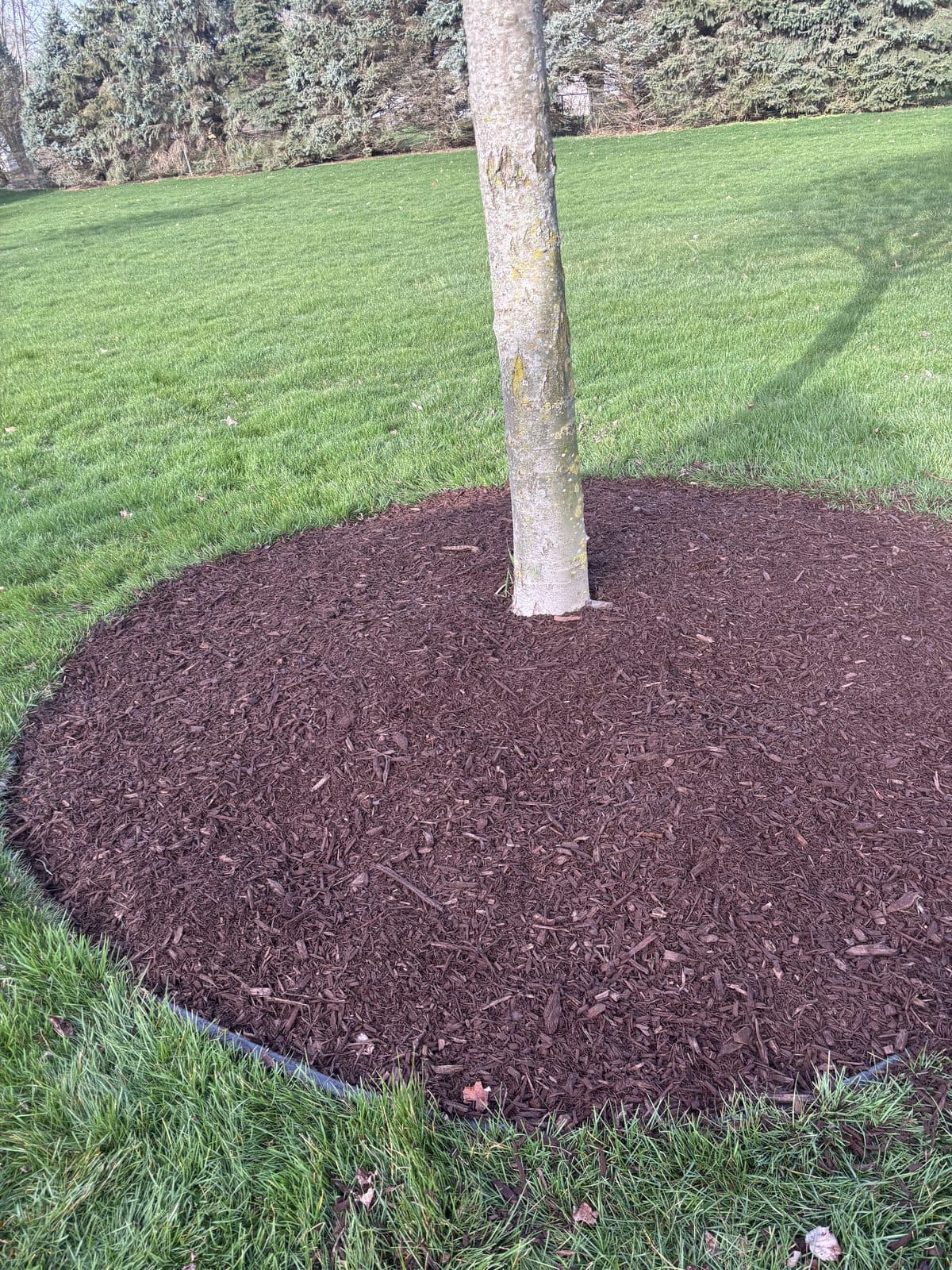A clean circular mulch ring installed around a tree by Fresh Cut Lawns.
